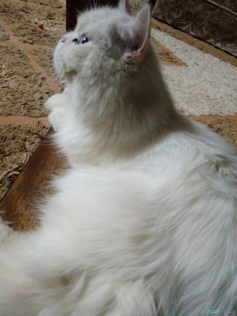 قطة أنثى شيرازي مواليد ٢٠١٦ الاسم سنابي