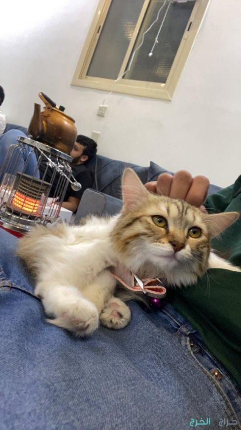 للبيع قطة شيرازية عمرها ٤ شهور معها دفتر تطعيم ومتعوده على الليتر بوكس  القطة تحب الأطفال ولعوبة جداً وخالية من الأمراض  مسيومه ب ٥٥٠ 