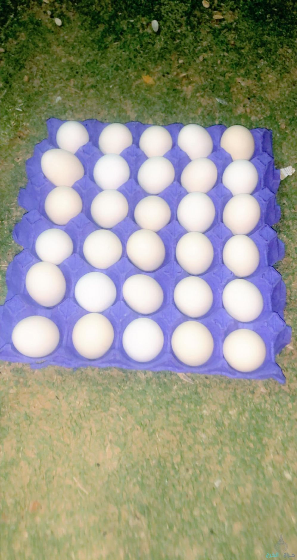 بيض بلدي طازج يومي من المزرعه في اليمامه للأكل والتفقيس  الطبق ب ٢٠ريال 