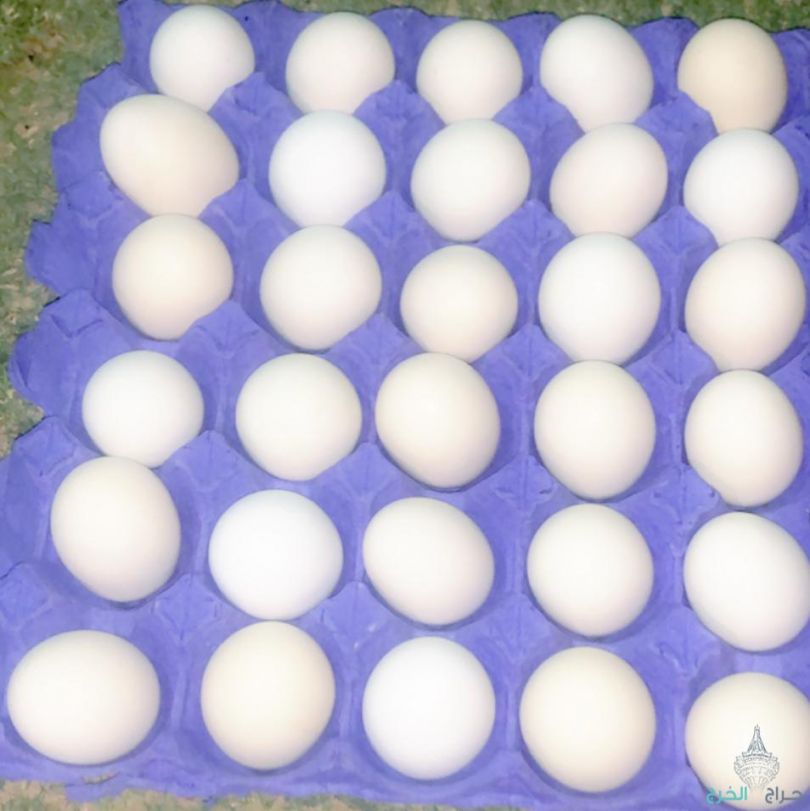بيض بلدي طازج يومي من المزرعه في اليمامه للأكل والتفقيس  الطبق ب ٢٠ريال 