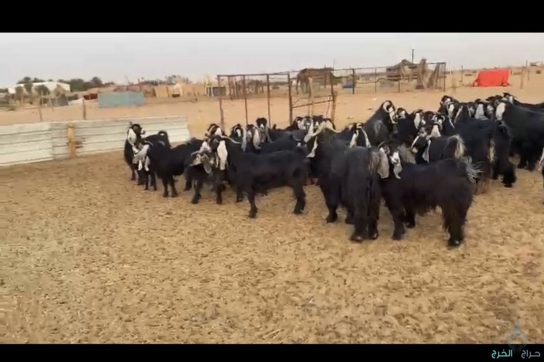 معزا عوارض وفيها صنف