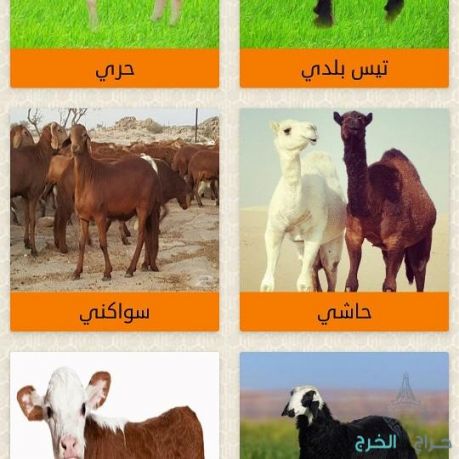 ذبيحتي ذبيحه ذبايح ذبائح حري تيوس نعيمي|تطبيق ذبائح جدة