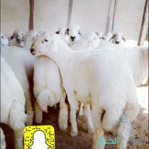 ذبيحتي ذبيحه ذبايح ذبائح حري تيوس نعيمي|تطبيق ذبائح جدة