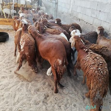 ذبيحتي ذبيحه ذبايح ذبائح حري تيوس نعيمي|تطبيق ذبائح جدة
