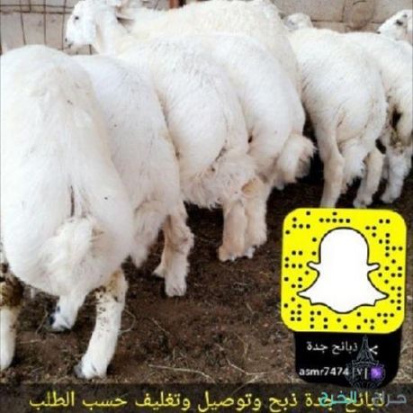ذبيحتي ذبيحه ذبايح ذبائح حري تيوس نعيمي|تطبيق ذبائح جدة