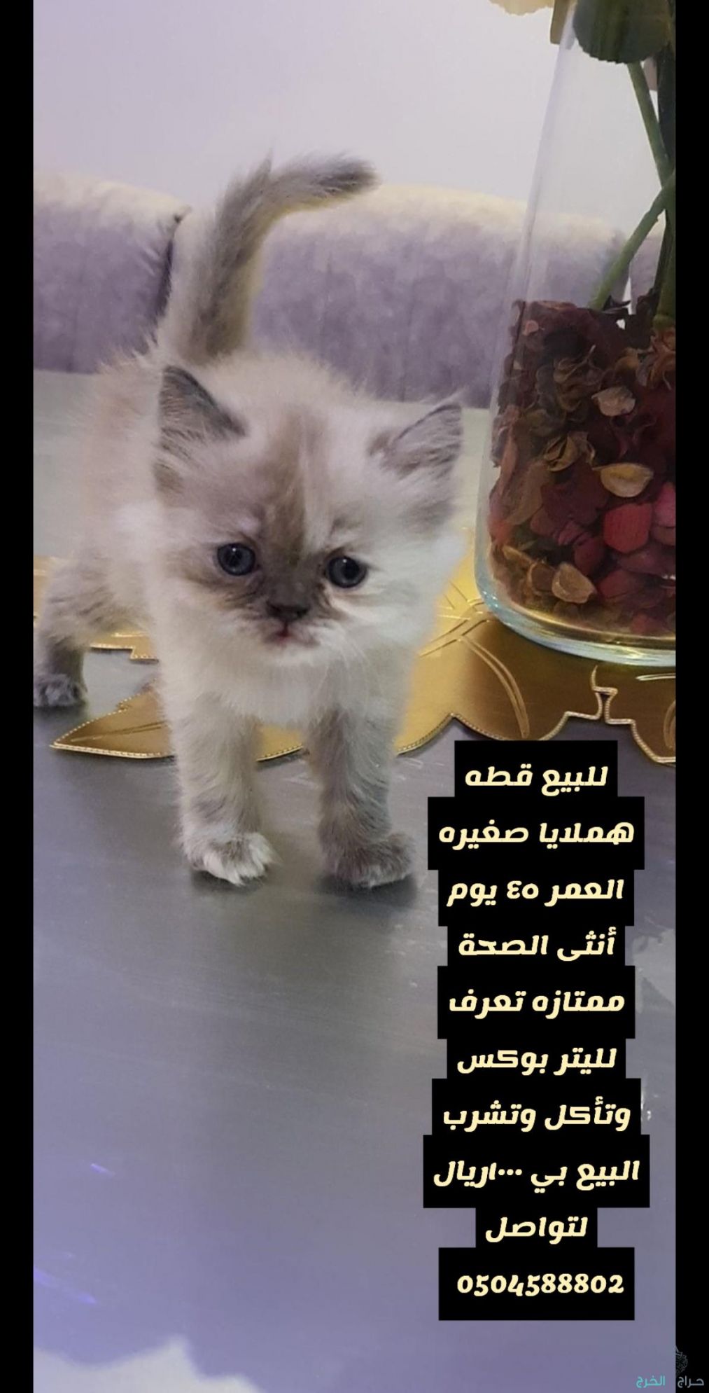 قطه أنثى هملايا صغيره