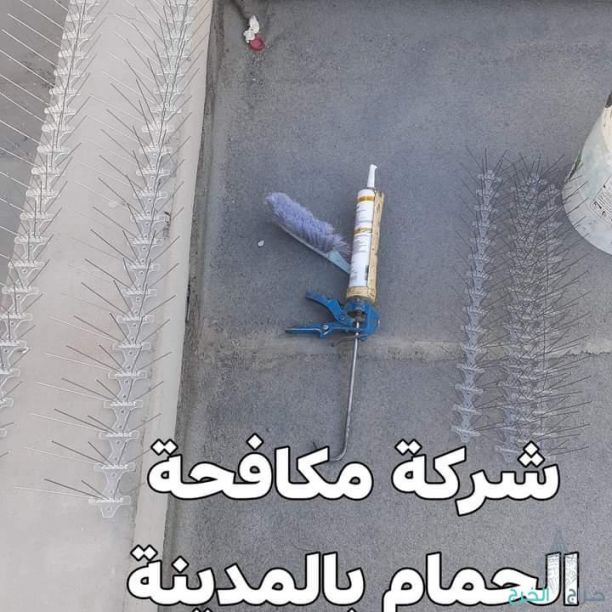 شركة تركيب طارد الحمام بالمدينة المنورة