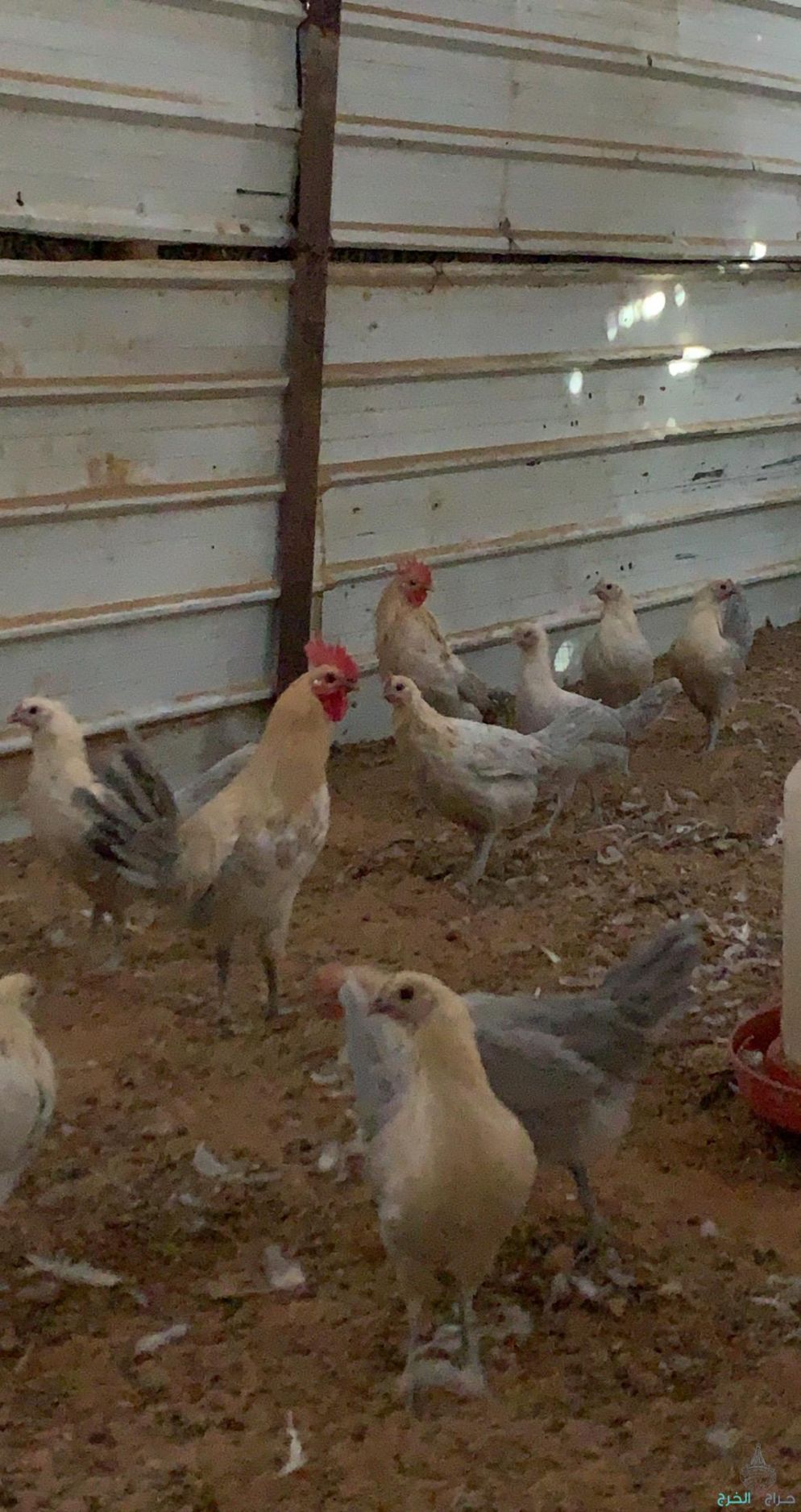 دجاج قولد  والمنيوم