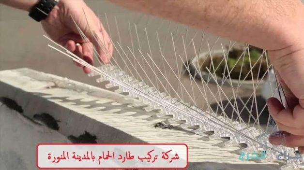 شركة تركيب طارد الحمام بالمدينة المنورة 0536591696 شركة التيسير تركيب اشواك طارد الحمام بالمدينة المنورة