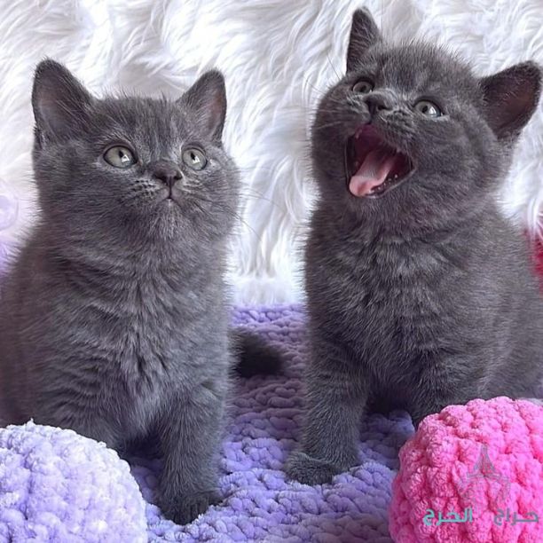 british shorthair kittens 