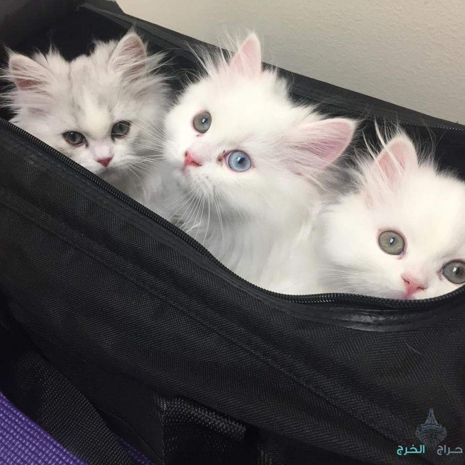 Persian kittens Available for adoption