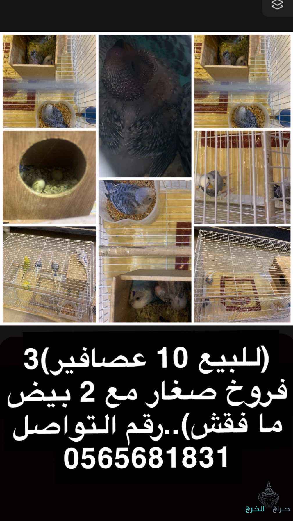 (10عصافير البادجي) للبيع الخرج الرياض الضبيعه الدلم الهياثم الحوطة 
