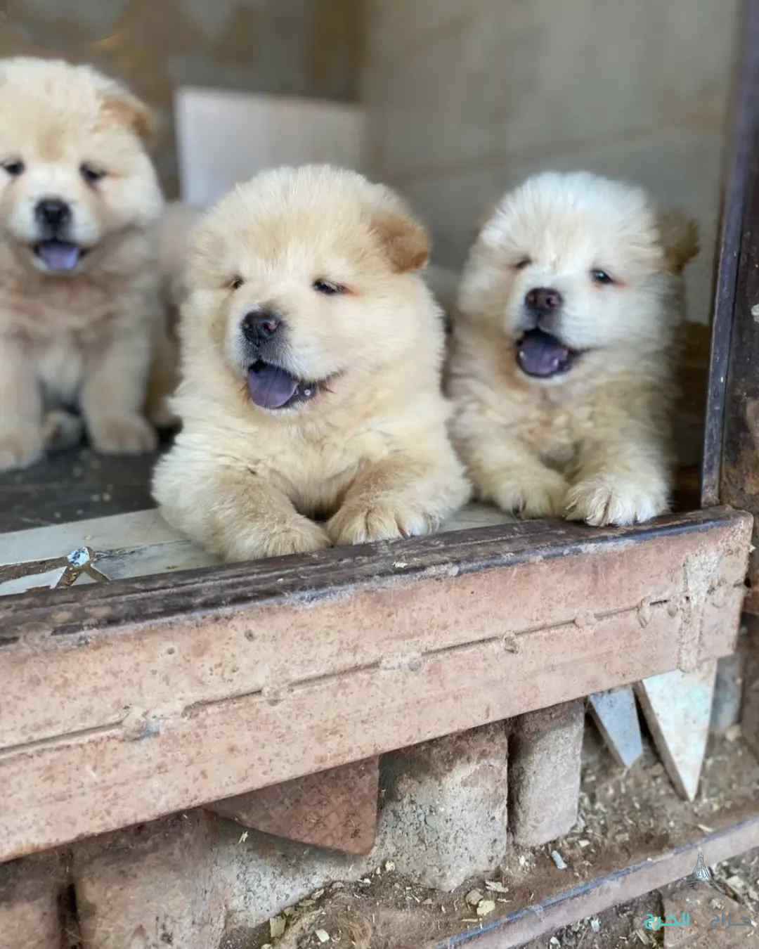 كلاب للبيع جاو جاو استيراد اوكرانيا