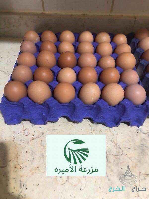 بيض دجاج لوهمان مخصب