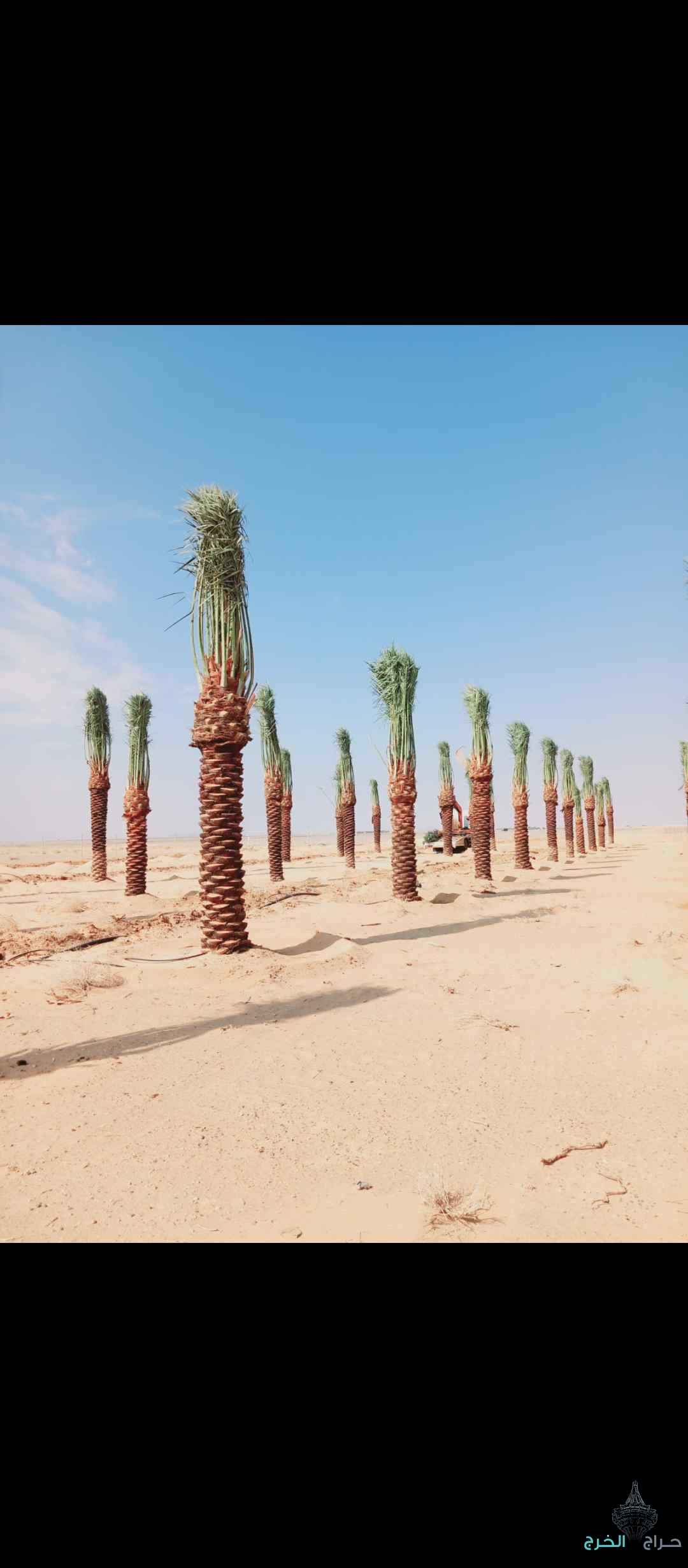 يوجد لدينا جميع انواع النخيل العربي الواشنطي