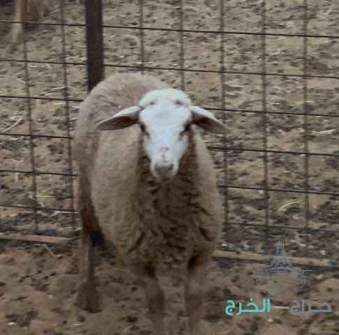 رخل روسيه نادره العمر من٣ايلى٤شهور