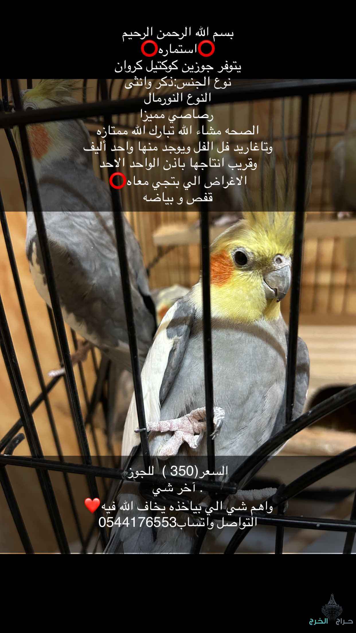  ببغاء كرون النورمال جوزين 