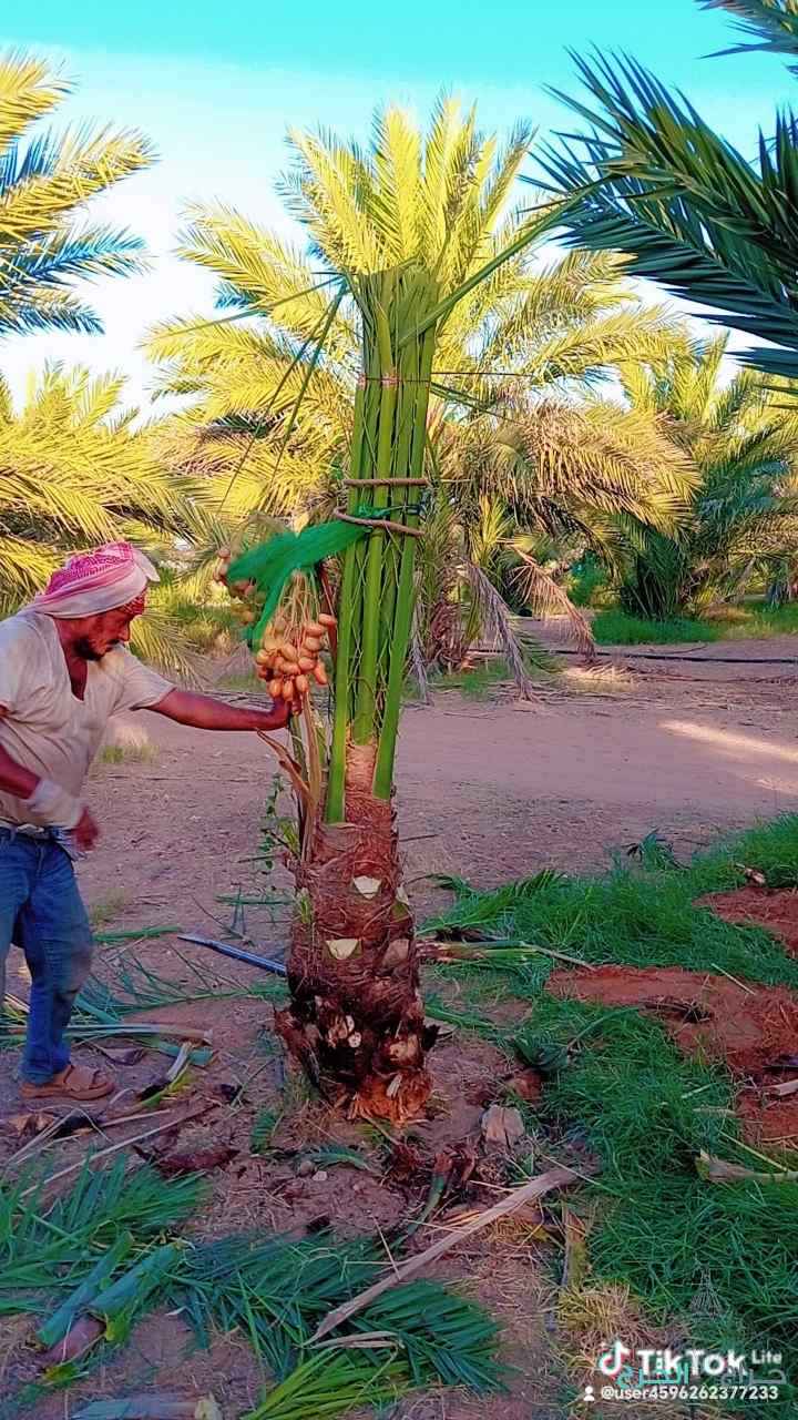 يوجد لدينا جميع النخيل المثمر وجميع أنواعه 