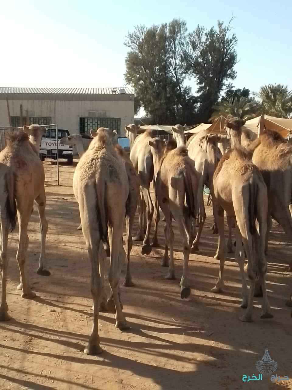 الاصايل للمواشي 