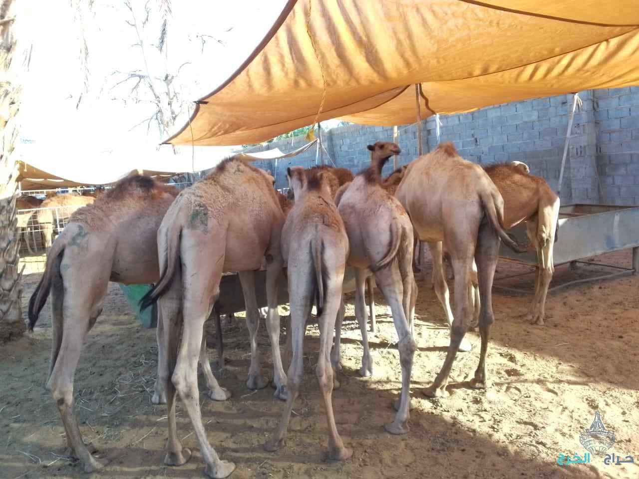 الاصايل للمواشي 