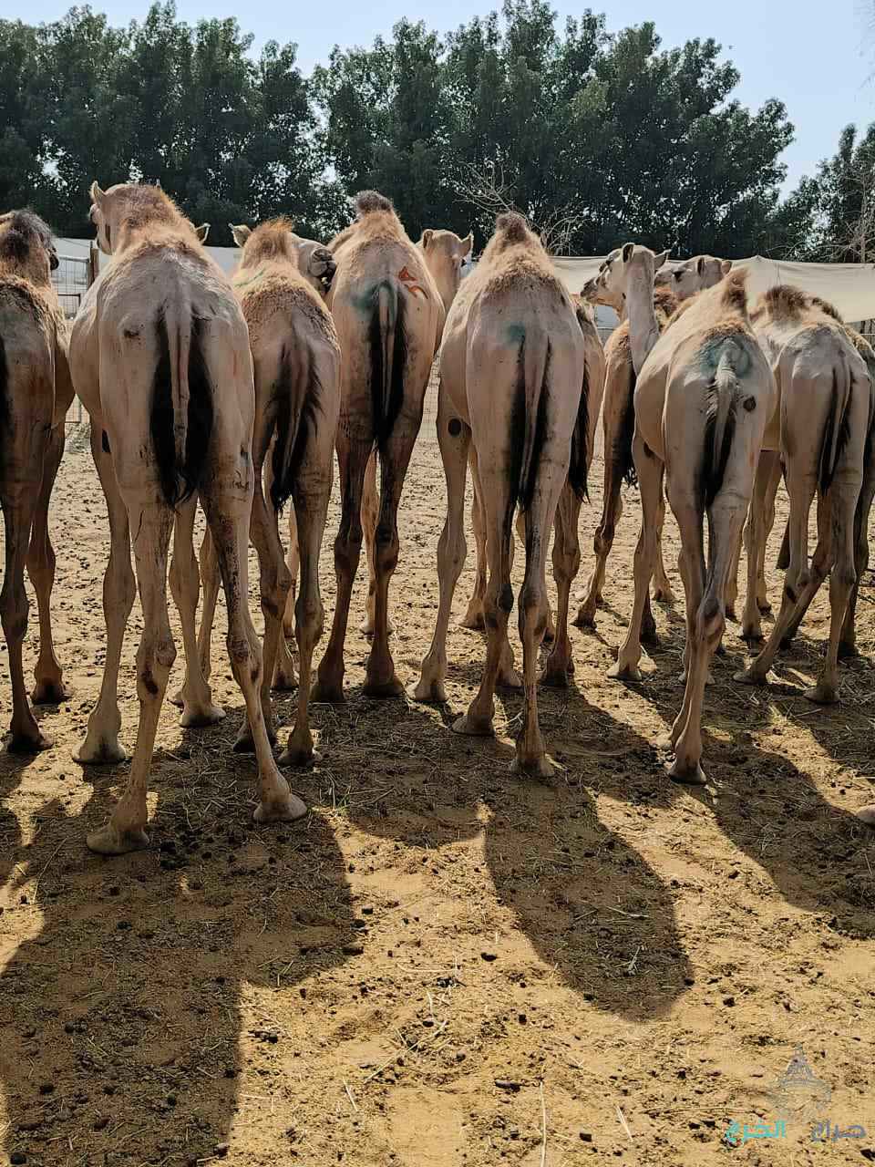 الاصايل للمواشي 