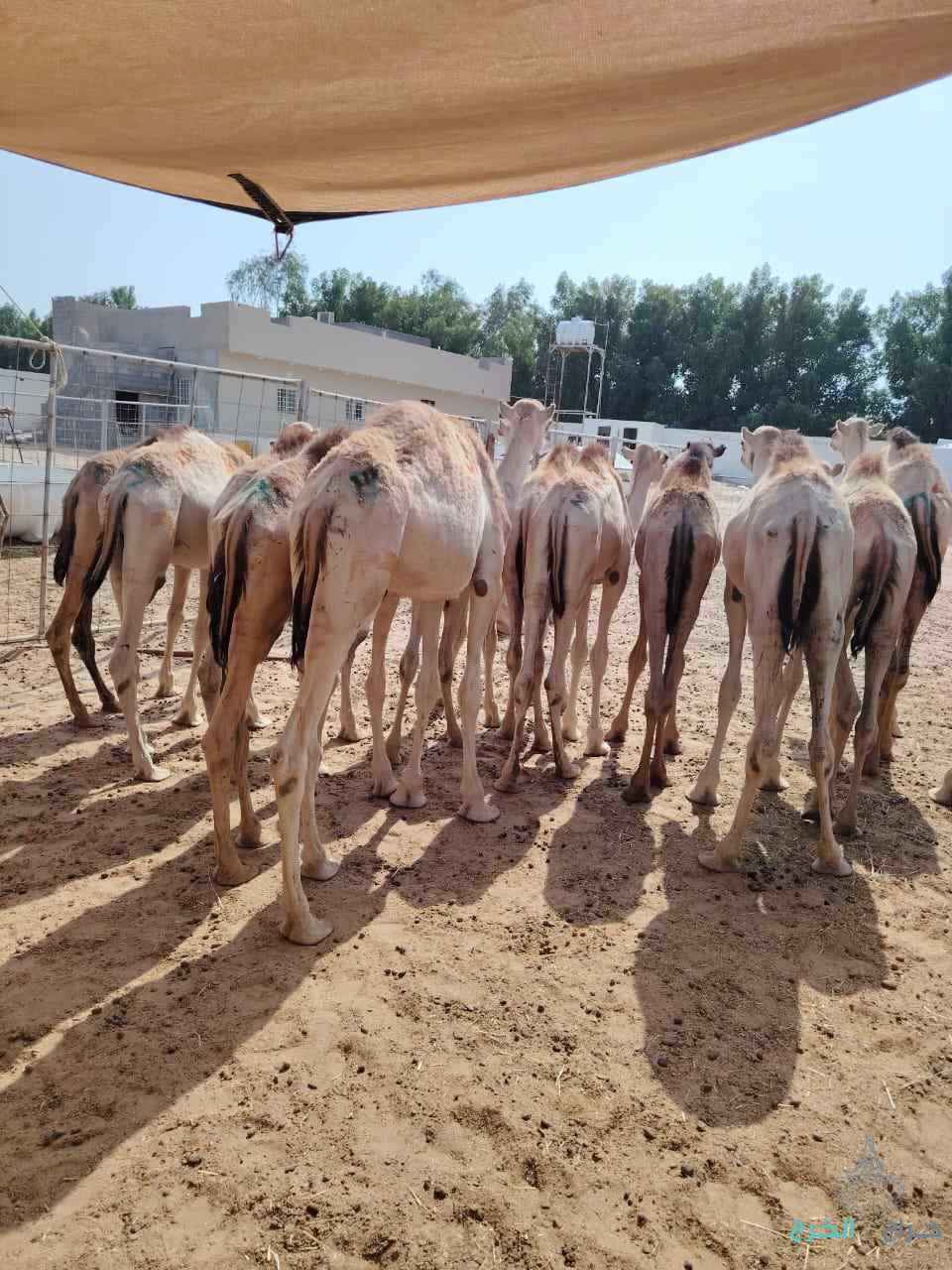 الاصايل للمواشي 