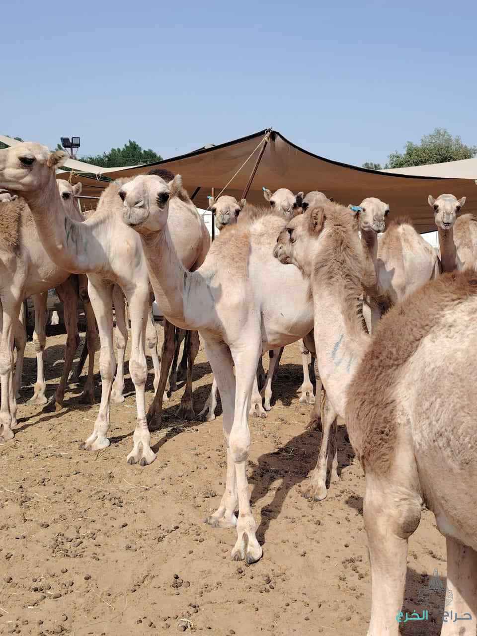 الاصايل للمواشي 