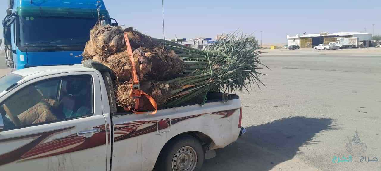 أبو علي توريد جميع انواع النخيل المثمرة وزيبه 