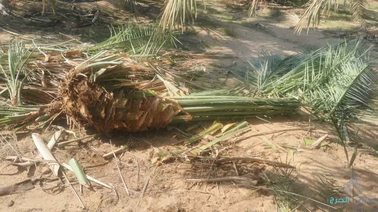 أبو علي توريد جميع انواع النخيل المثمرة وزيبه 