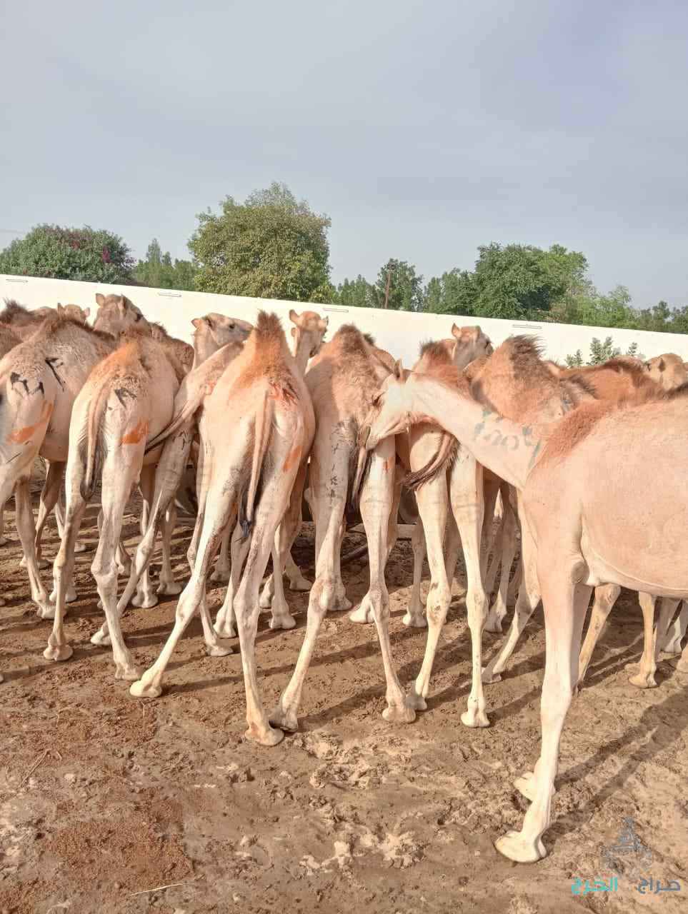 الاصايل للمواشي 