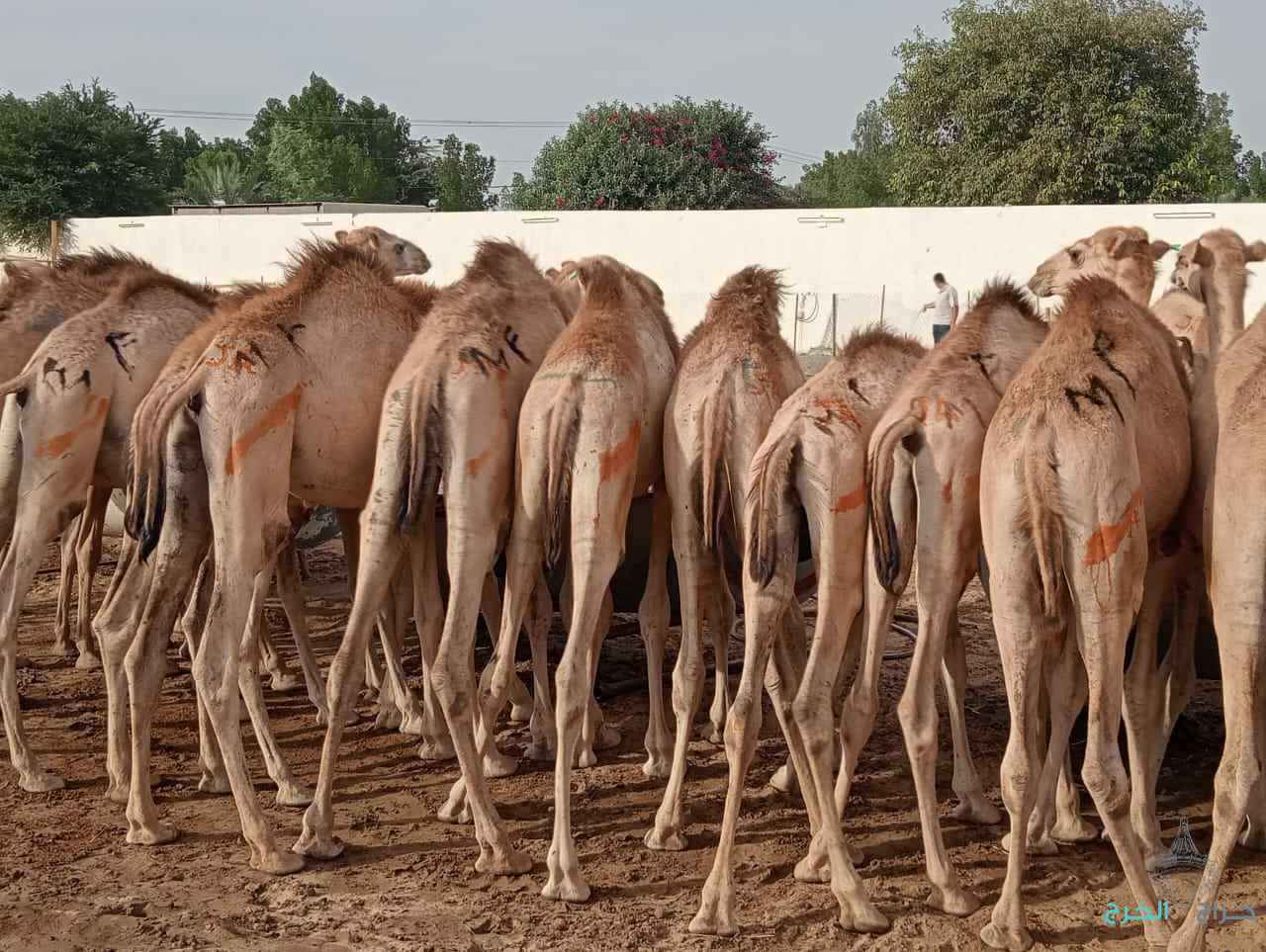 الاصايل للمواشي 