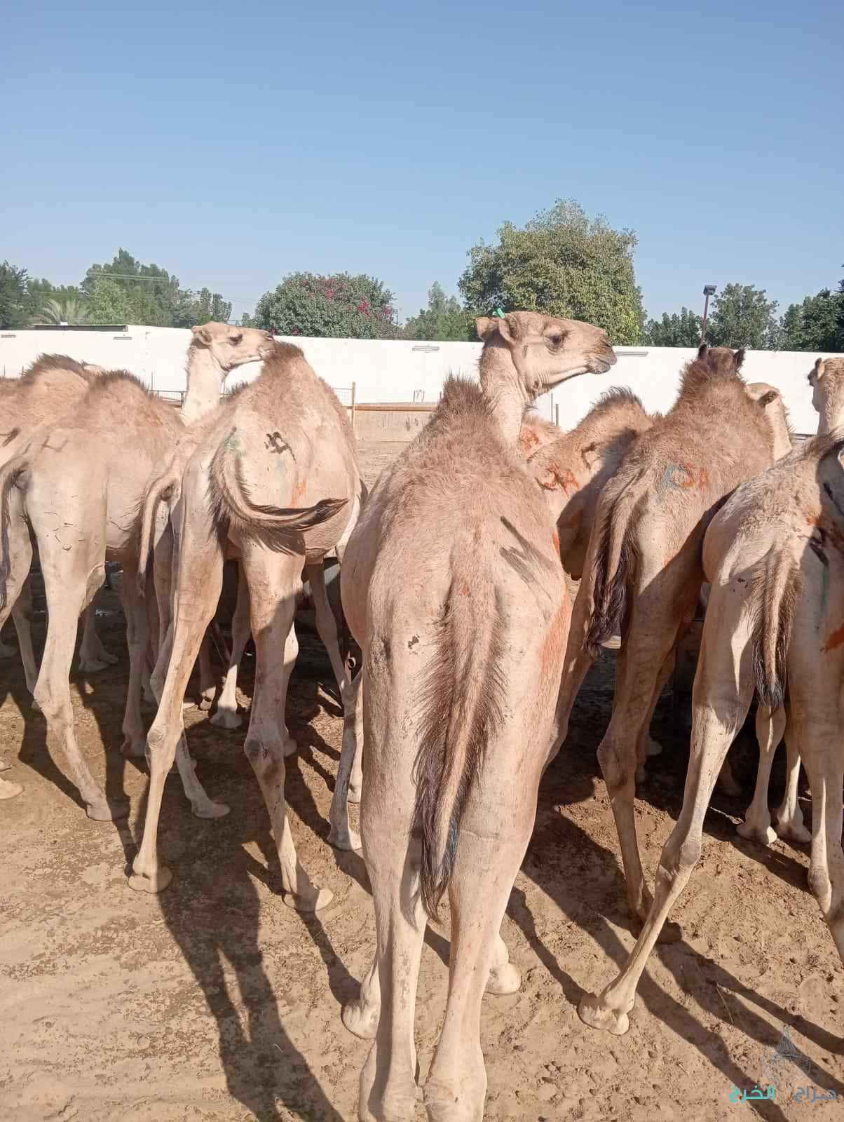 الاصايل للمواشي 