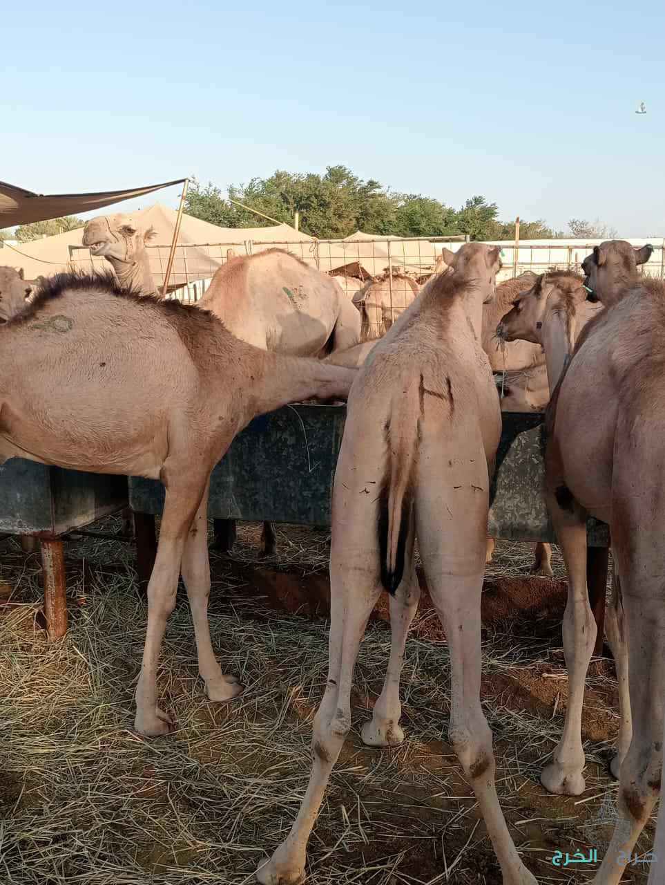 الاصايل للمواشي 