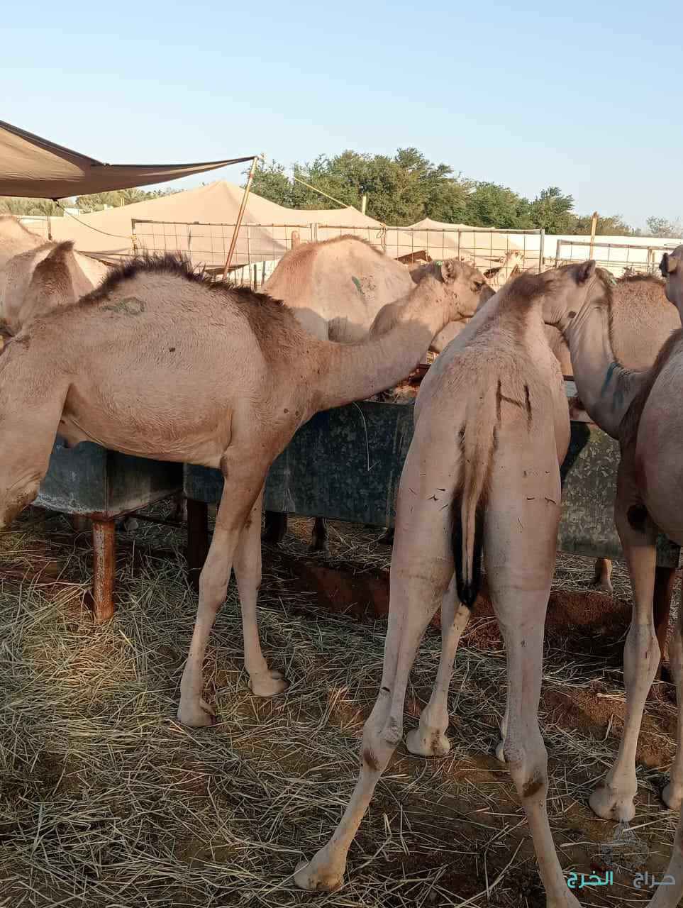 الاصايل للمواشي 