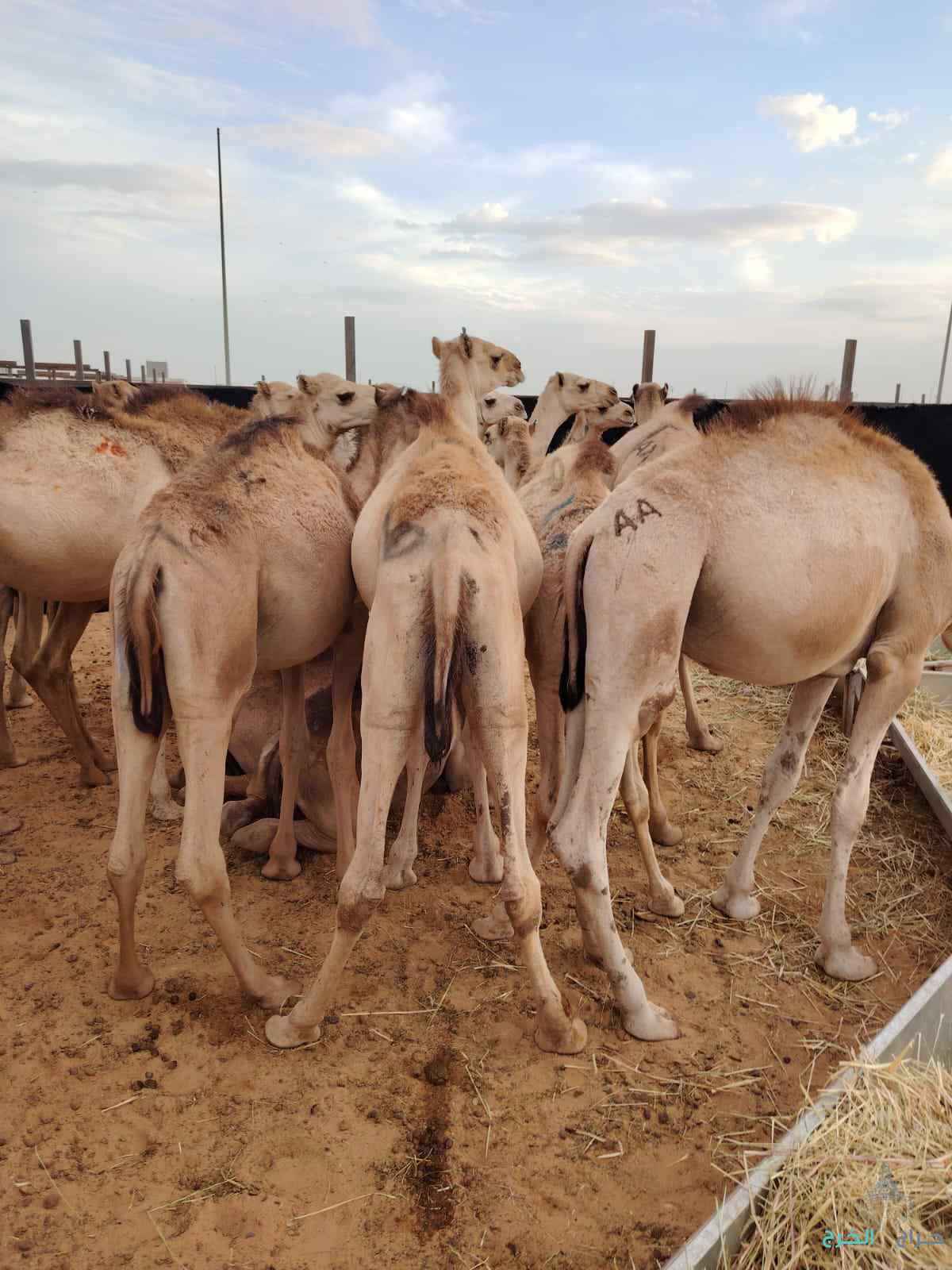 الاصايل للمواشي 