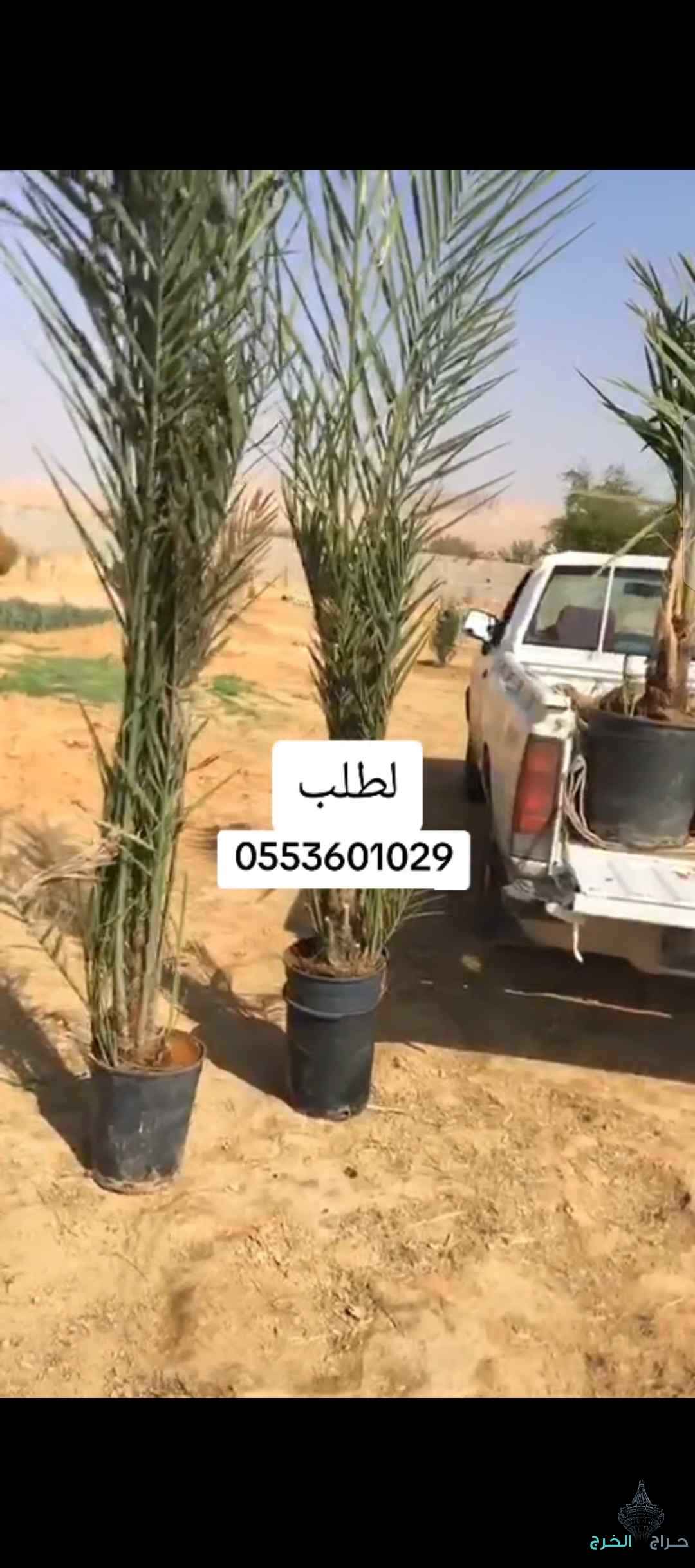 نخل عربي مجذر