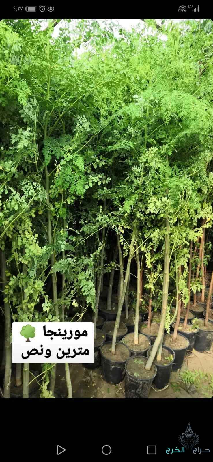 شتلات أشجار ظلال للحماية من الشمس الحارقة