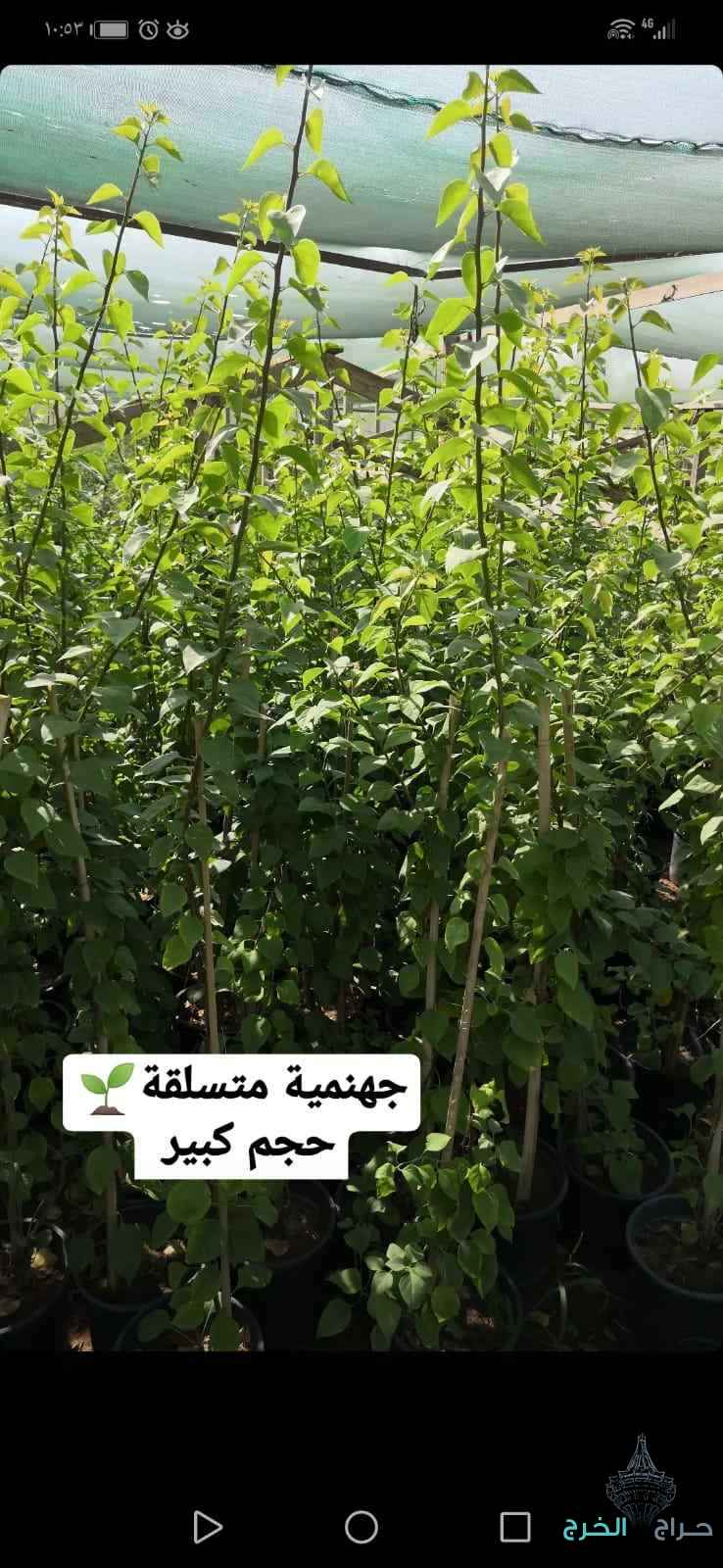 شتلات أشجار ظلال للحماية من الشمس الحارقة