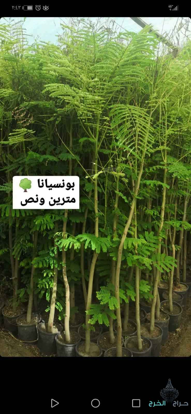 شتلات أشجار ظلال للحماية من الشمس الحارقة