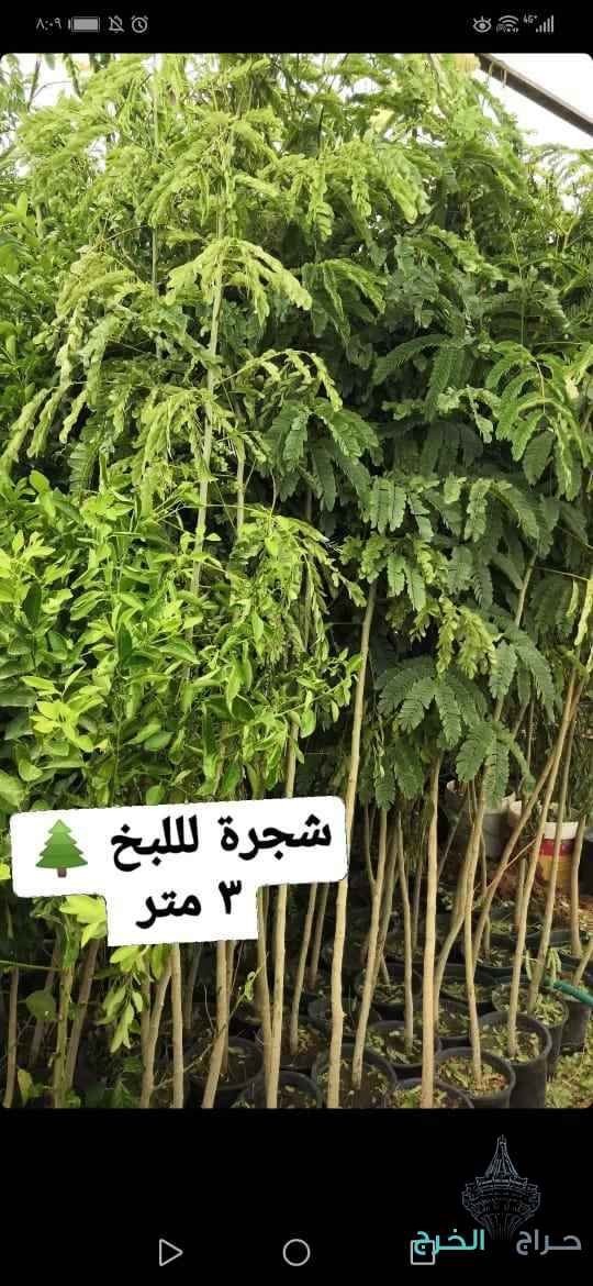 شتلات أشجار ظلال للحماية من الشمس الحارقة