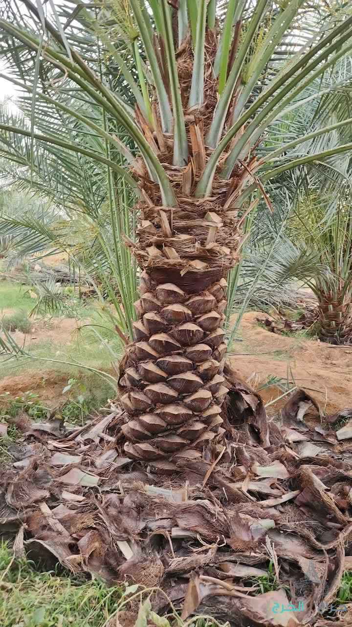 نخل للبيع 
