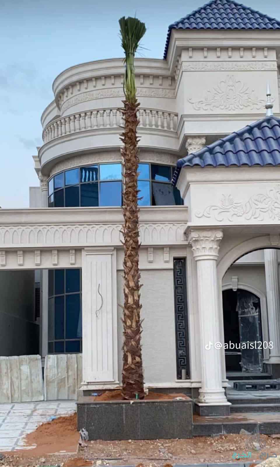 نخل للبيع 
