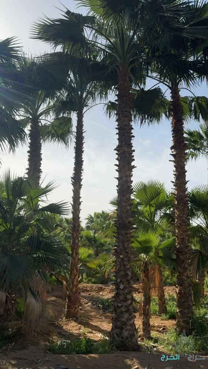 نخل للبيع 