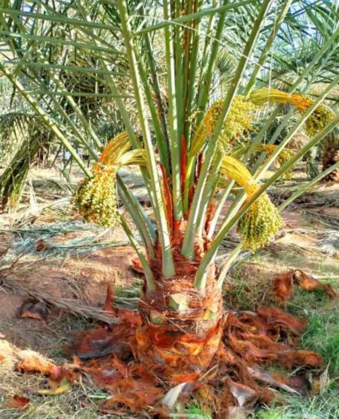 نخيل القصيم جثايث فسايل نقابل فراخه 
