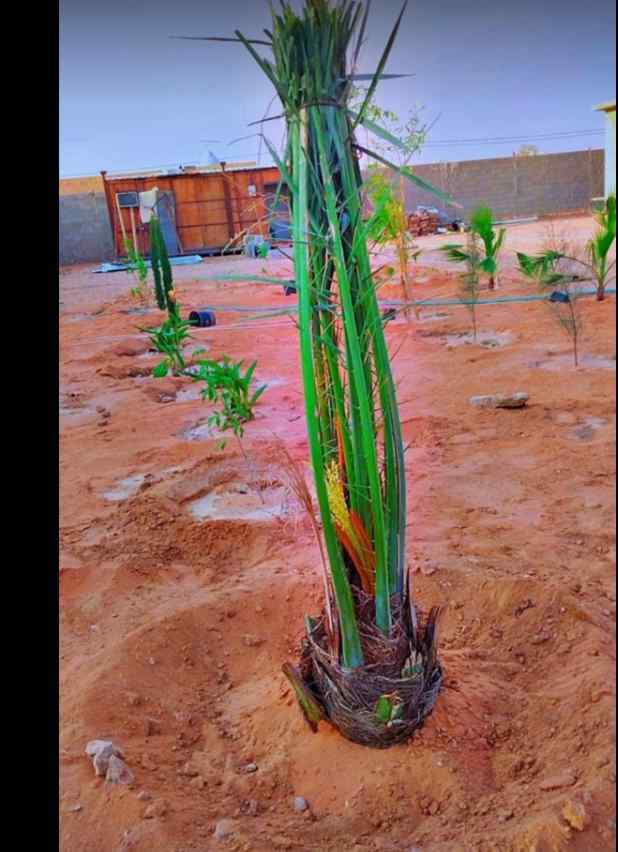 نخيل القصيم جثايث فسايل نقابل فراخه 