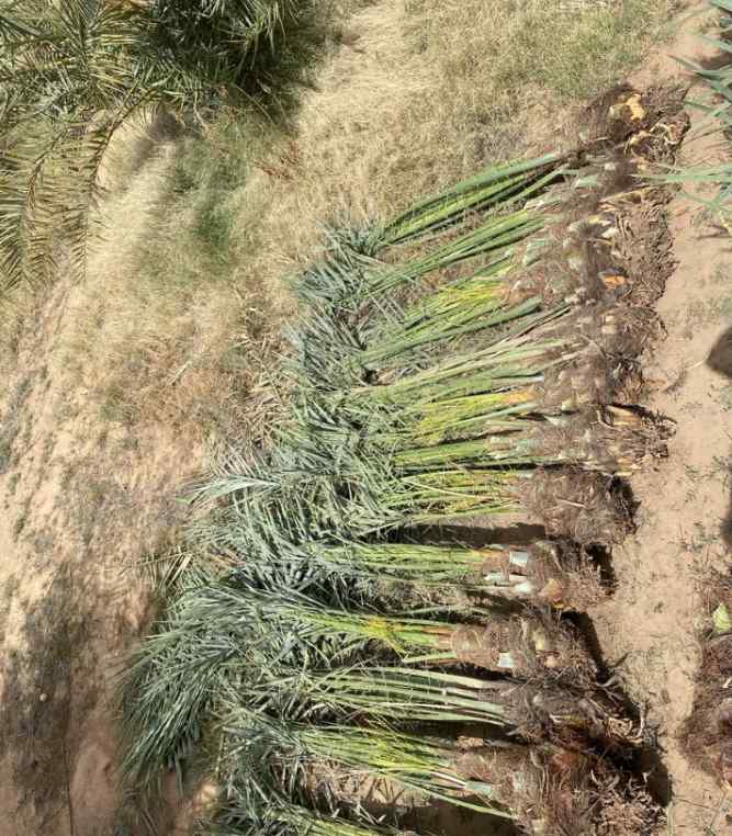 نخيل القصيم جثايث فسايل نقابل فراخه 
