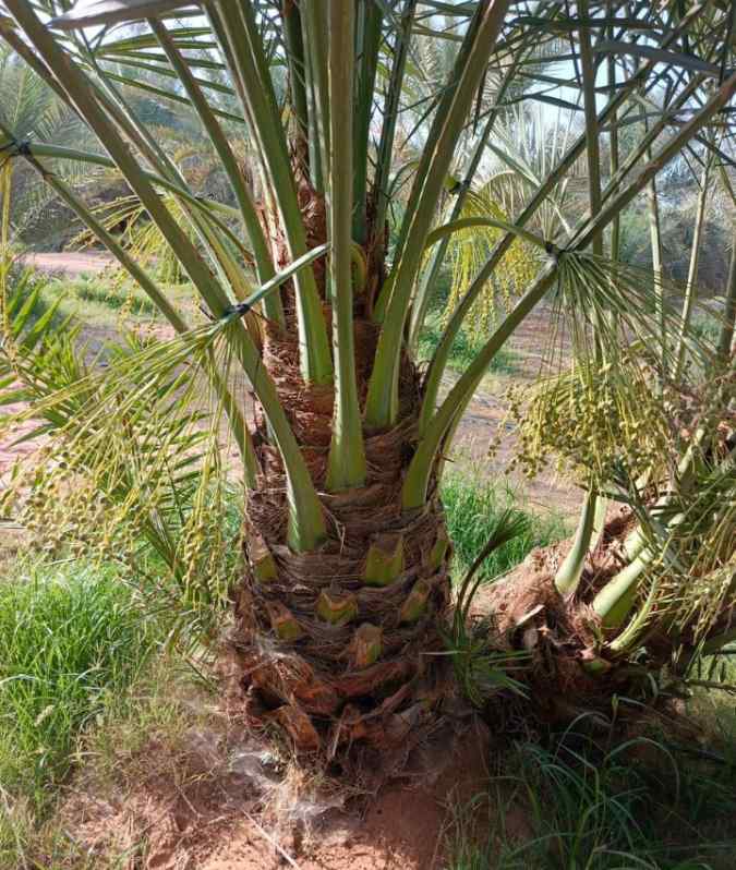 نخيل القصيم جثايث فسايل نقابل فراخه 