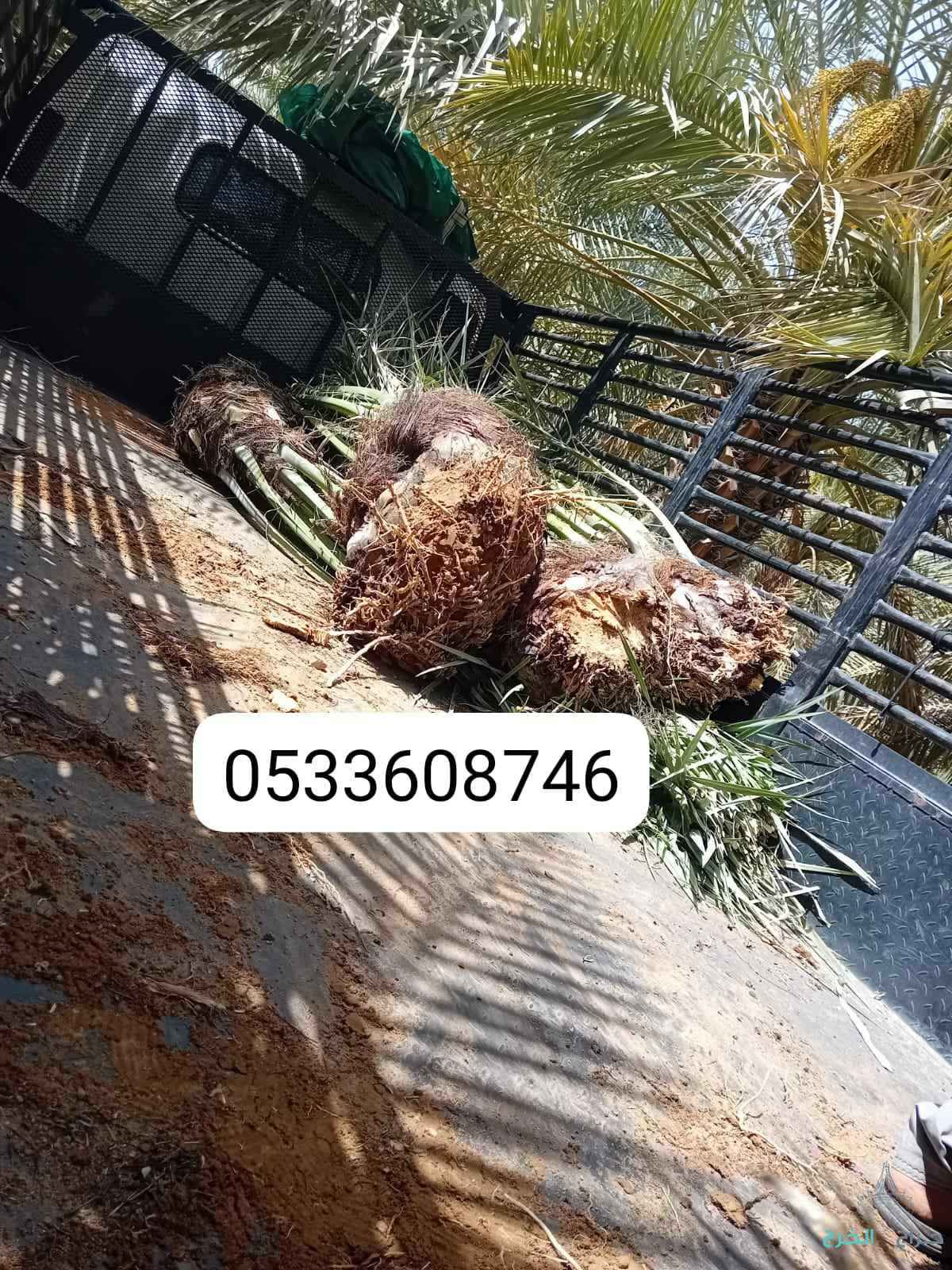 نخل مثمر للبيع جميع الصناف