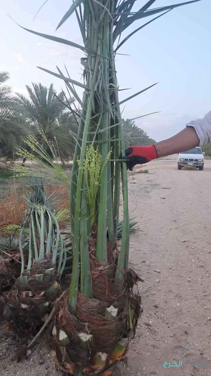 نخل مثمر للبيع جميع الصناف