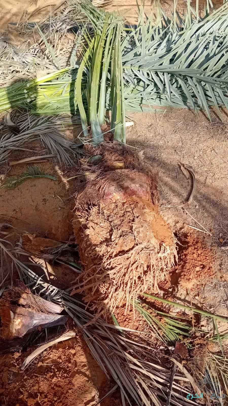 نخل القصيم جثايث فسايل نقابل فراخه